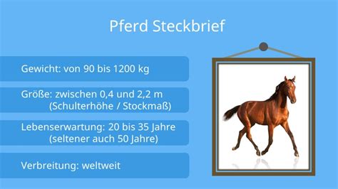 Pferd • Steckbrief und Besonderheiten · [mit Video] .